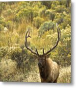 Bull Elk Metal Print