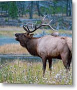 Bull Elk Metal Print