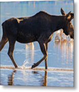 Bull Moose And Pelicans On Shadow Mountain Reservoir Metal Print