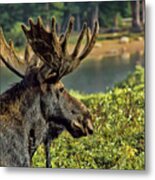 Bull Moose Metal Print