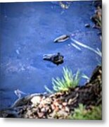 Bullfrog Blues Metal Print