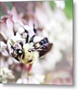 Bumble Bee And Milkweed Metal Print