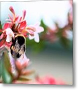 Bumble Bee Love Metal Print