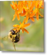 Bumble Bee On Butterfly Weed Metal Print