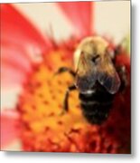 Bumblebee On Blanket Flower Metal Print