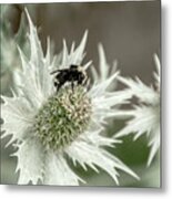 Bumblebee On Thistle Flower Metal Print