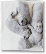 Bunch Of Fluffy Cats. British Shorthair. Metal Print