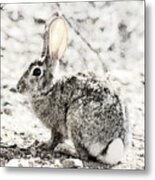 Bunny Metal Print