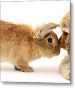 Bunny Nose Best Metal Print