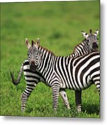 Burchells Zebra Equus Burchellii Pair Metal Print