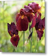 Burgundy Bearded Irises In The Rain Metal Print