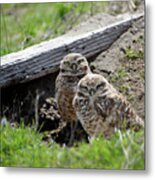 Burrowing Owls Metal Print