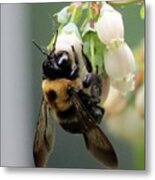 Busy Bee On Blueberry Blossom Metal Print