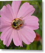 Busy Bee On Cosmo Metal Print