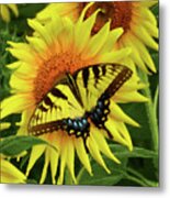 Butterflies And Sunflowers Metal Print
