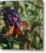 Butterflies Sharing The Nectar Metal Print