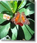 Butterfly 2 Metal Print