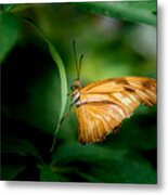 Butterfly 5 Metal Print