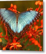 Butterfly Among The Flowers Metal Print
