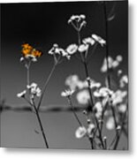 Butterfly And Barb Wire Metal Print