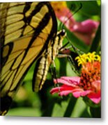 Butterfly And Zinnia Metal Print