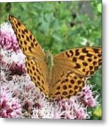 Butterfly Argynnis Paphia Metal Print