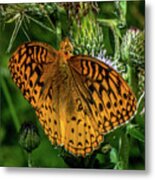 Butterfly Close Up Metal Print