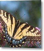 Butterfly Closeup Metal Print