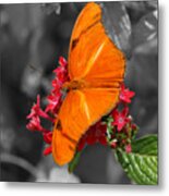 Butterfly Garden 16 - Julia Heliconian Metal Print