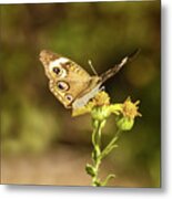 Butterfly In Bokeh Metal Print