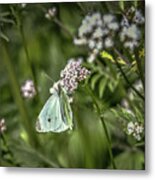 Butterfly In Green #g6 Metal Print