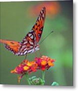 Butterfly Majestic Metal Print