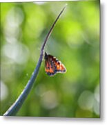 Butterfly On Agave Metal Print