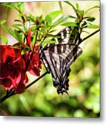 Butterfly On An Azalea Metal Print