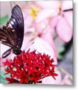 Black Butterfly On Red Flower Metal Print