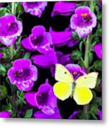 Butterfly On Foxglove Metal Print