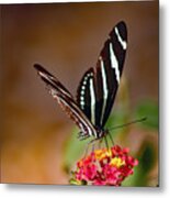 Butterfly On Lantana Metal Print