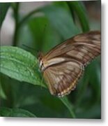 Butterfly On Leaf Metal Print