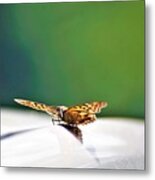 Butterfly On My Car5 Metal Print