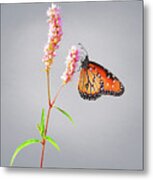 Butterfly On Pink Flower Metal Print