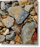 Butterfly On The Rocks Yosemite Metal Print
