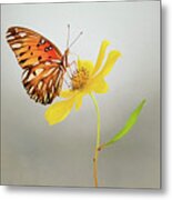 Butterfly On Yellow Flower Metal Print
