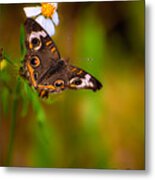 Butterfly One Metal Print