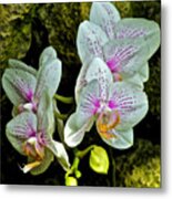 Butterfly Orchids Metal Print