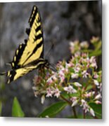 Butterfly Photo #18 Metal Print