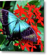 Butterfly Metal Print