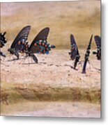 Butterfly Reflections Metal Print
