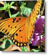 Butterfly Metal Print