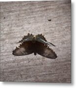 Butterfly See Through Metal Print