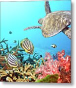 Butterflyfishes And Turtle Metal Print